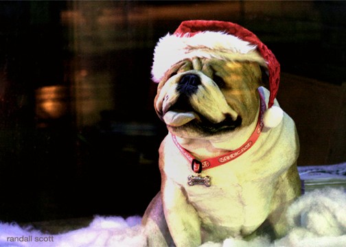 Have Yourself A Woof-derful Christmas