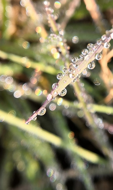 Dewdrops in Winter Morning