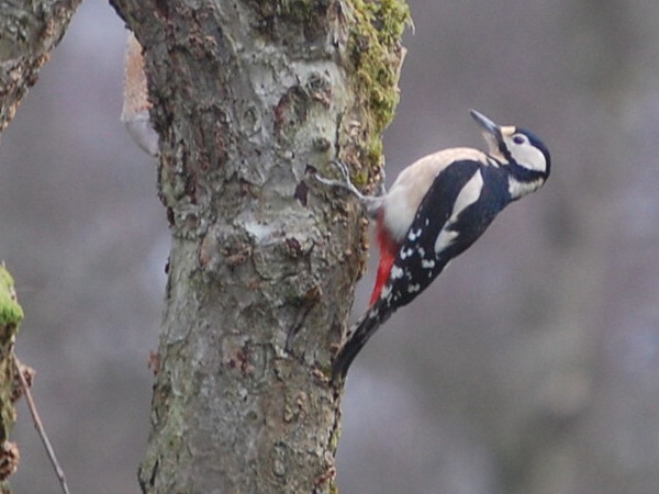 The  Spotted Woodpecker