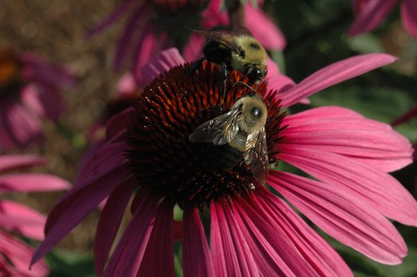 Double-bee heaven