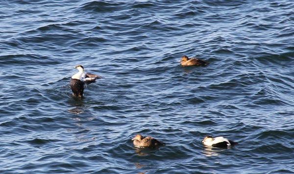 Male Eider showing off standing