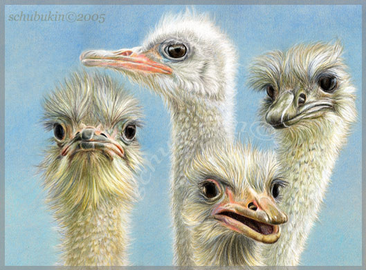 Ostriches