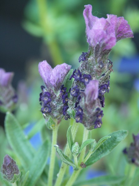 lavender flowers 2