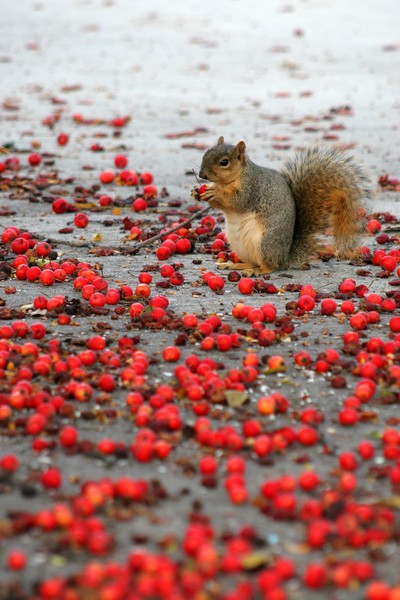 squirrel with red berries