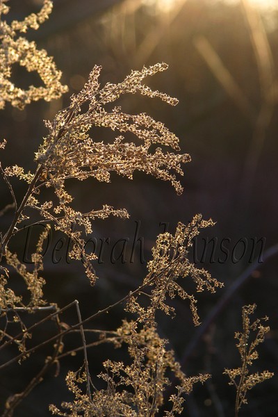 Spring sunset