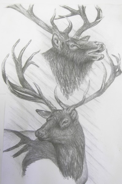 ELK