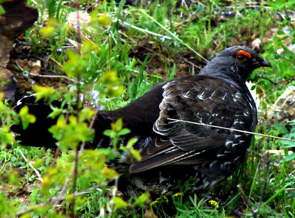 MALE GROUSE