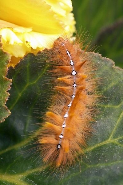 Caterpillar_1