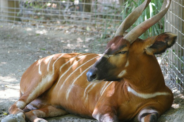 African Bongo