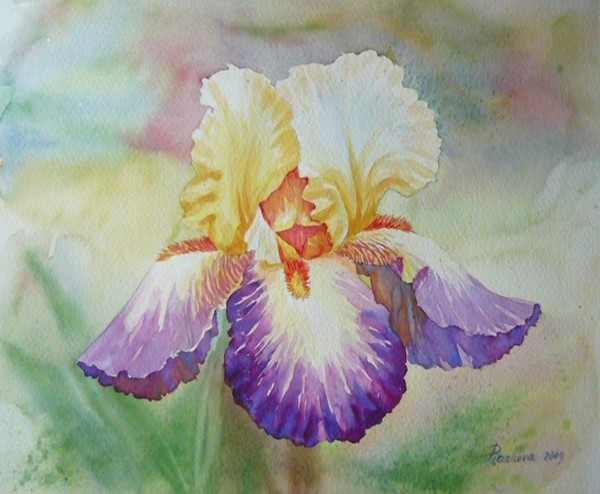 Multi-coloured Iris in a Garden
