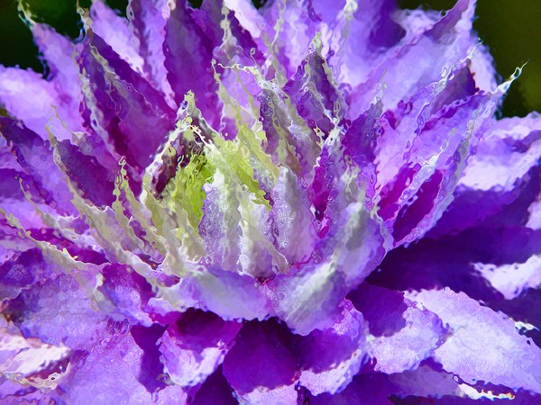 Purple Clematis