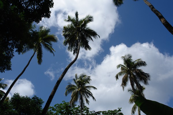 Palm in the sky - St Lucia island