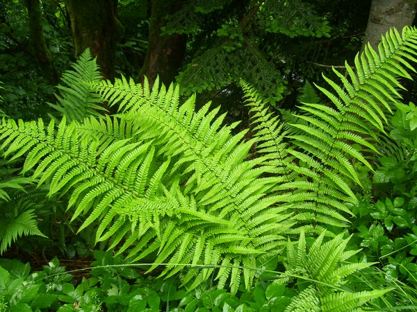 Ferns