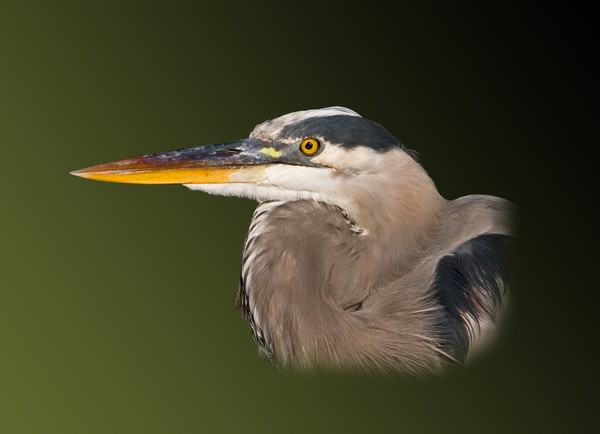 Great Blue Heron on Green