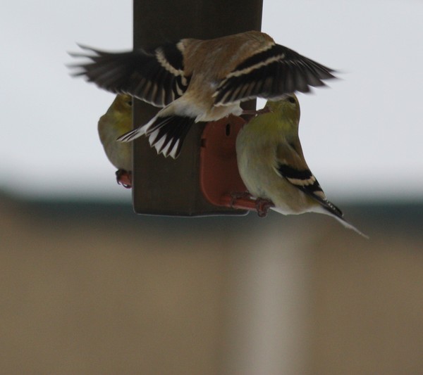 Feisty Finch