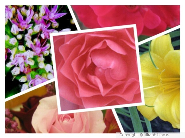 Floral Collage 61812