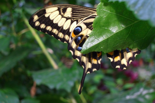 Yellow Butterfly  