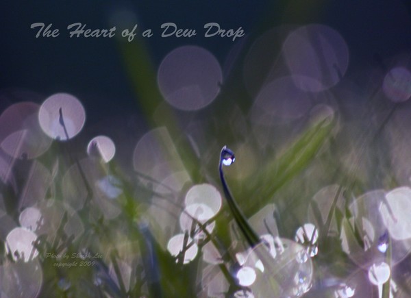 Dew drop Heart