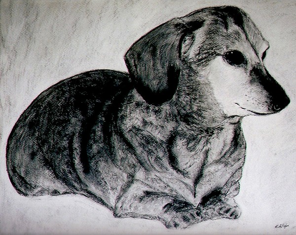 Dachshund