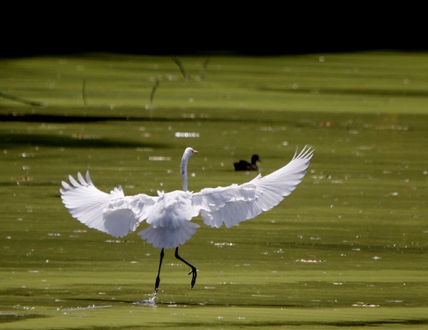 The White Egret Landing.