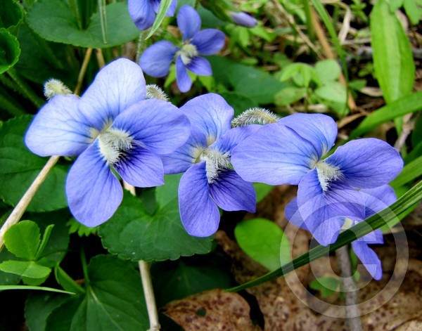 Blue violets