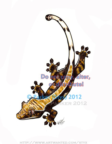 Lavender Pinstripe Crested Gecko – Dorsal View
