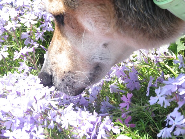 Mountain Flowers