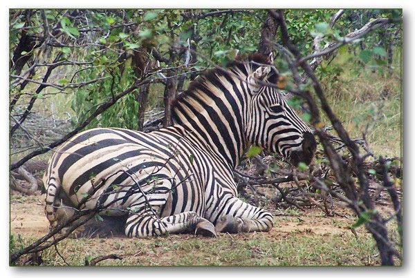 Zebra at ease
