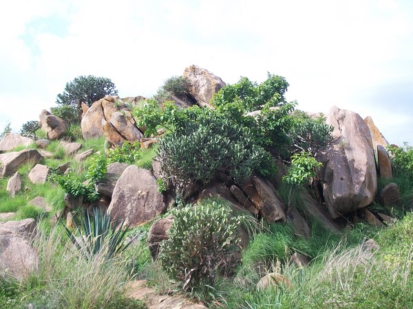 Natures Rock Garden