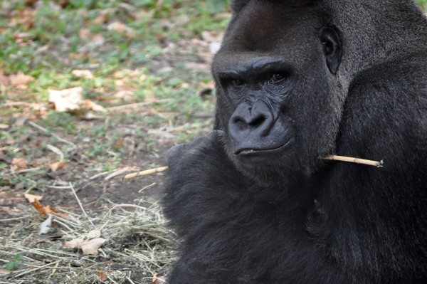 Gorilla in thought