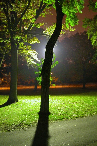 Backlight Tree Night Photography