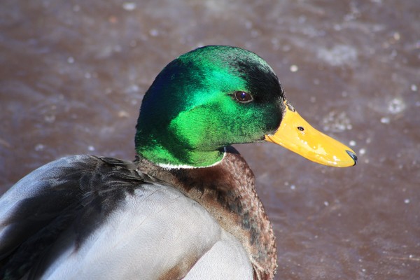 Male mallard duck