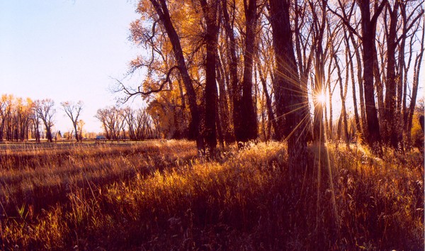 Sunburst Pasture