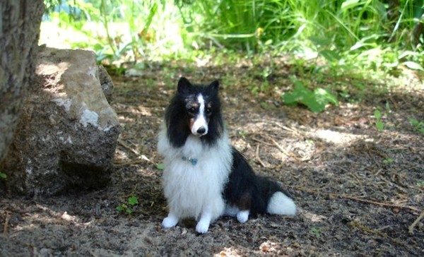 Riley Sheltie