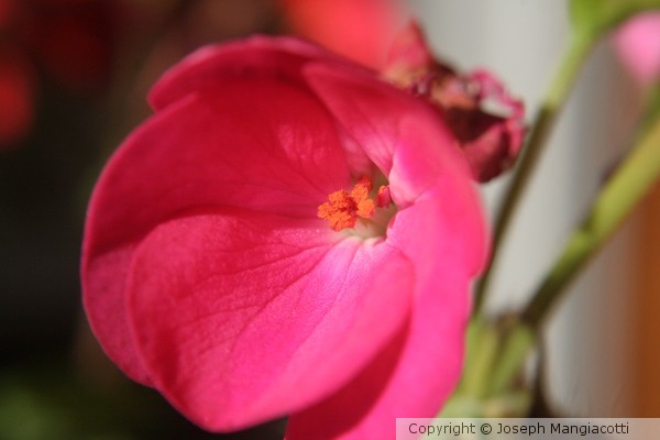 Flower-Closeup