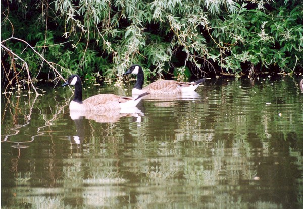 Goose Reflections