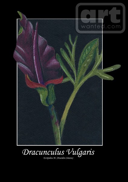 dracunculus vulgaris flower illustration