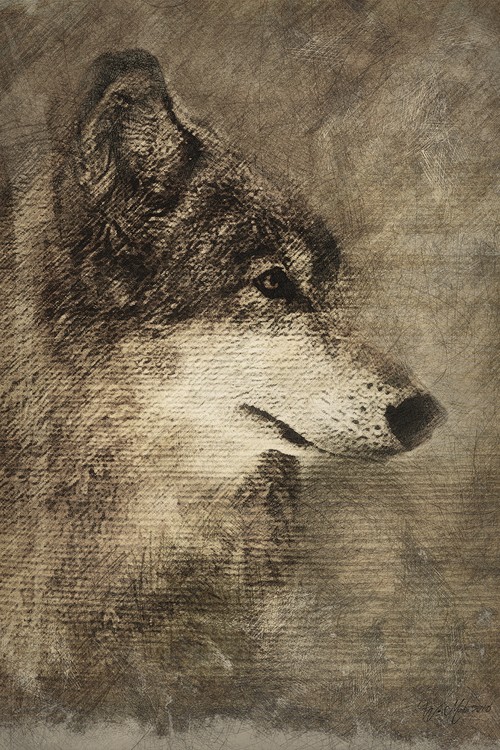 Timber Wolf Pencil Pencil Illustration