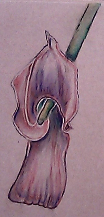 Pink Calla Lily Watercolor