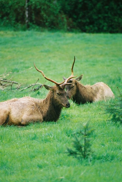 Elk