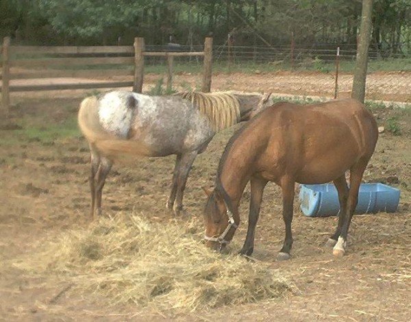 Babe and Sugar Just Before Foaling