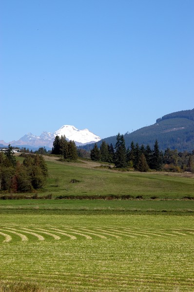 Fresh mowed field+Mt. Baker