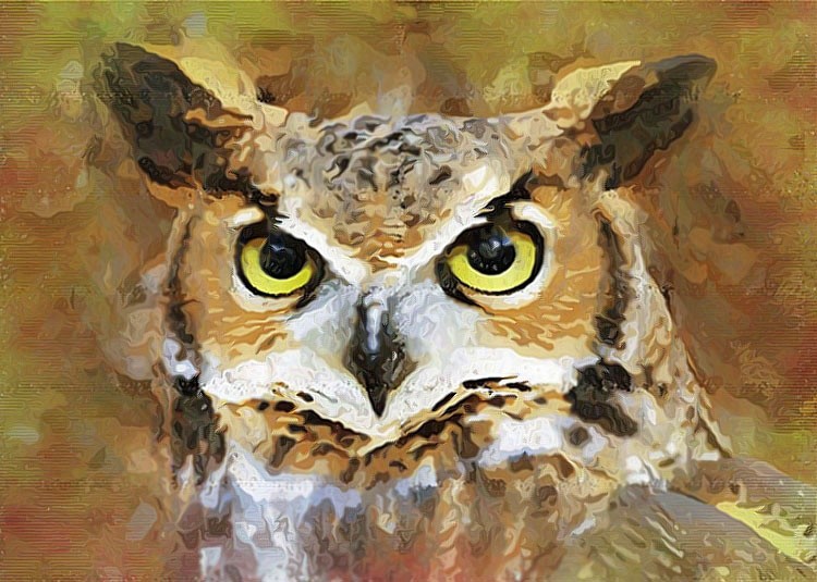 Owl