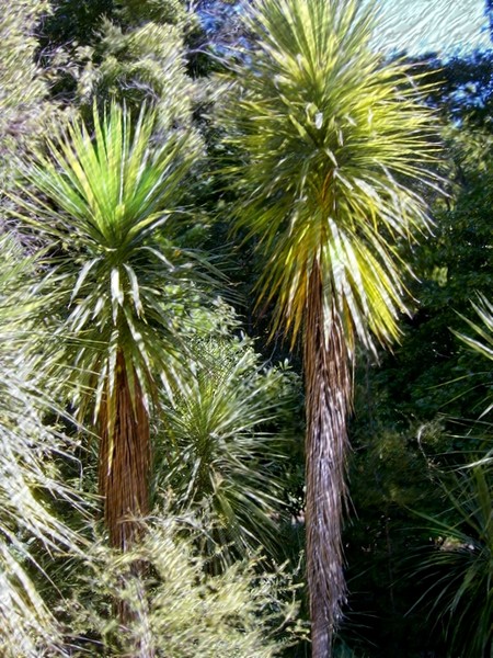 New Zealand Cabbage Trees