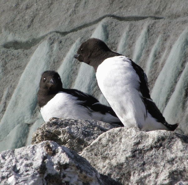 Auks looking at each other  Photomontage