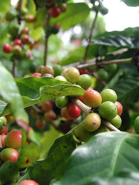 Kona Coffee Beans ( Oahu)