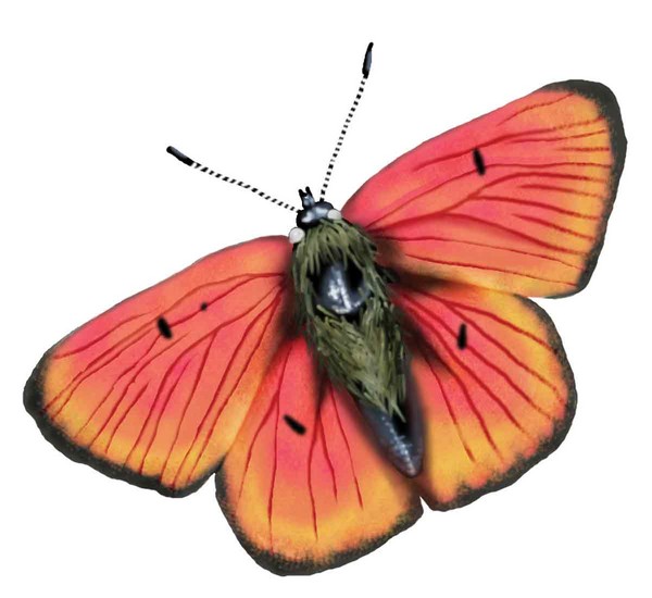 Reddish-Butterfly