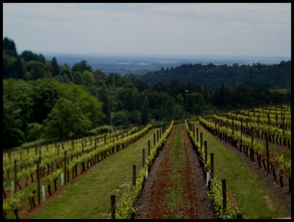  Oregon Vineyards