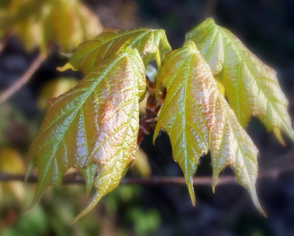 Sprouting Leaves