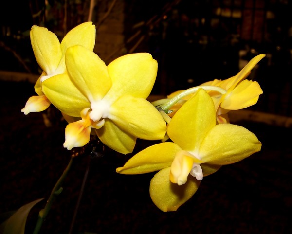 Yellow Orchides